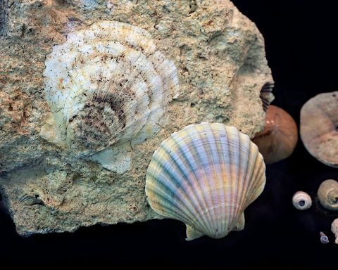 Российские-ученые-нашли-новые-виды-моллюсков-в глубинах-Тихого-океана