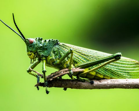 В России-появятся-батончики-и йогурты-с белком-из насекомых