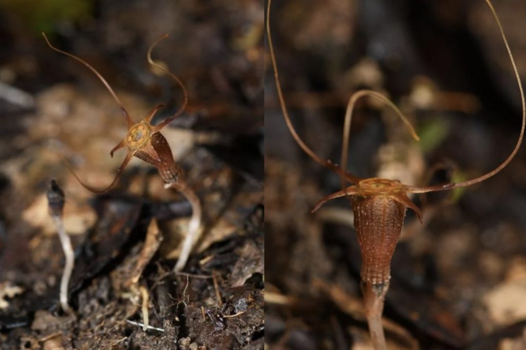 Натуралист-описал-исчезающий-вид-растений-фонариков