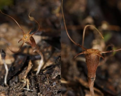 Натуралист-описал-исчезающий-вид-растений-фонариков