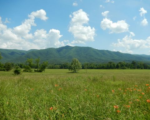 Российские-учёные-получили-бактерии-для-борьбы-с-насекомыми-вредителями