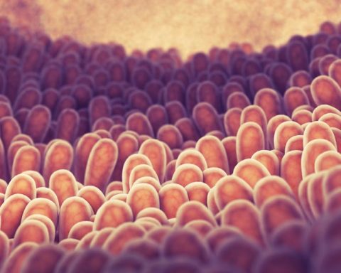 Учёные-рассказали,-как-улучшить-здоровье-бактерии-a.-muciniphila-в кишечнике