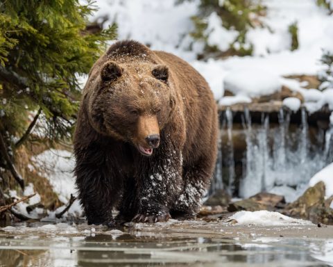 Образ-жизни-и физиология:-почему-медведи-так-любят-мёд