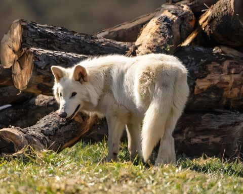 Учёный-объяснил,-можем ли-мы на-самом-деле-воскресить-вымерших-животных