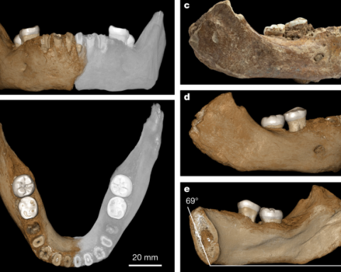 Учёные:-найденная-на-Тайване-челюсть-древнего-человека-принадлежит-денисовцу