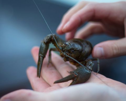 Новосибирские-учёные-разработают-технологию-создания-полимеров-из-панцирей-раков