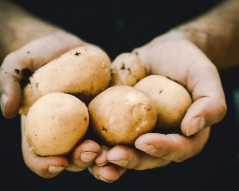 Учёные-МГУ-придумали-способ-получения-веществ-для-лечения-язвы-из-картофеля
