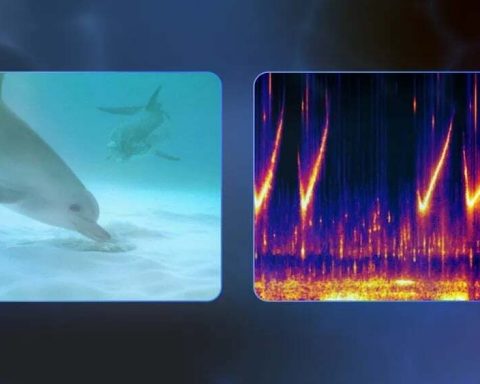 google-представила-ИИ-модель-dolphingemma-для-общения…-с-дельфинами