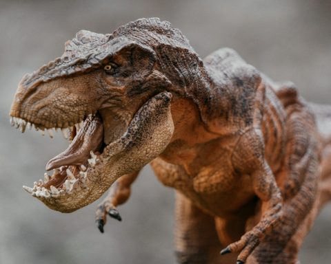 Больше-половины-костей-тираннозавров-оказались-в-частных-коллекциях