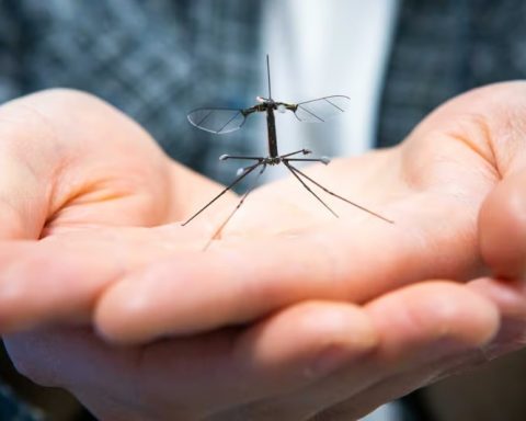 Микроробота-robobee-оснастили-ногами-в-стиле-вредной-долгоножки