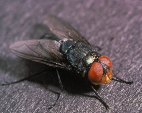 В-Мексике-впервые-человек-заразился-личинками-мясной-мухи