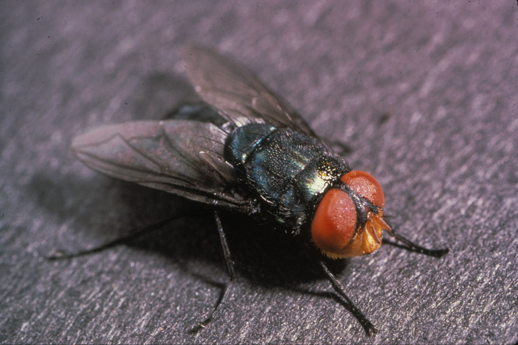 В-Мексике-впервые-человек-заразился-личинками-мясной-мухи