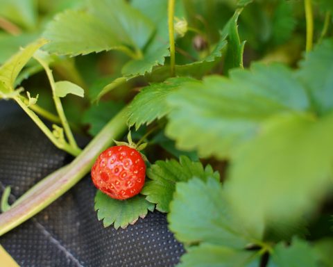 Российские-учёные-отправят-семена-земляники-на-орбиту-до-конца-весны-2025-года