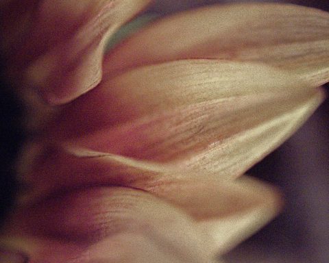 Российские-учёные-придумали-«цветочное»-антимикробное-покрытие