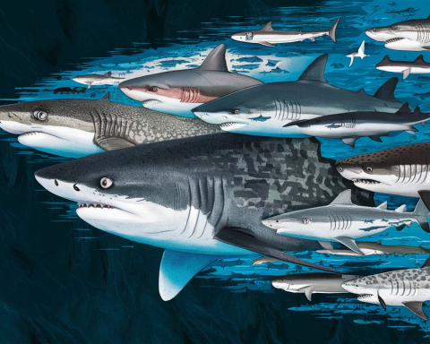 Некоторые-укусы-людей-акулами-–-самооборона,-а-не-нападение:-учёные