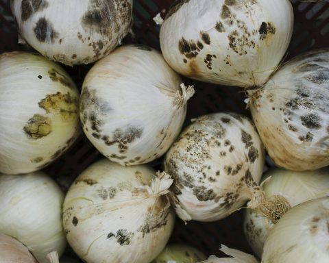 ВОЗ-заявила-об-ускорении-порчи-продуктов-из-за-глобального-потепления