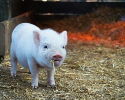 Российские-учёные-предложили-замену-антибиотикам-в-сельском-хозяйстве