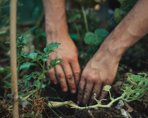 Российские-учёные-нашли-идеальные-параметры-ультразвука-для-создания-удобрений