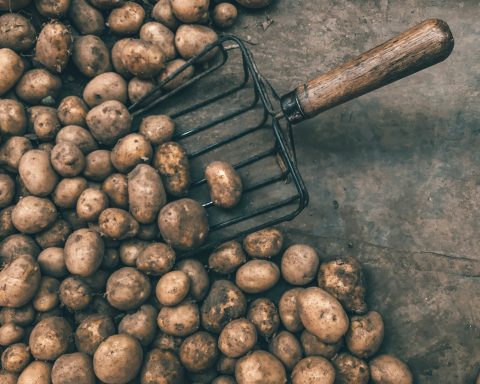 Учёные-предложили-использовать-микрочервей-для-хранения-картофеля