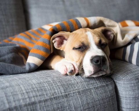 Всё-дело-в-эволюции:-почему-собака-перед-тем,-как-лечь-спать,-роет-ковёр