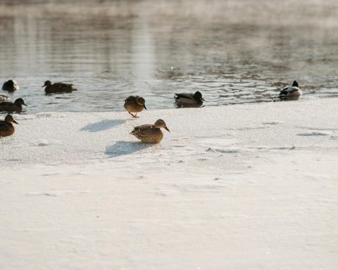 Эксперт-объяснил,-можно-ли-кормить-уток-хлебом