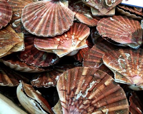 Российские-учёные-изучат-мышцы-моллюсков-для-создания-роботов-будущего