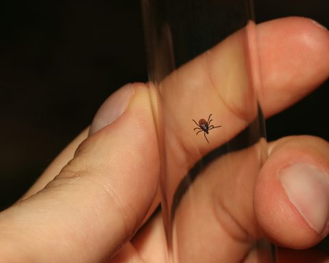 Эксперт-одобрил-использование-«Лупы»-на iphone-для-поиска-клещей