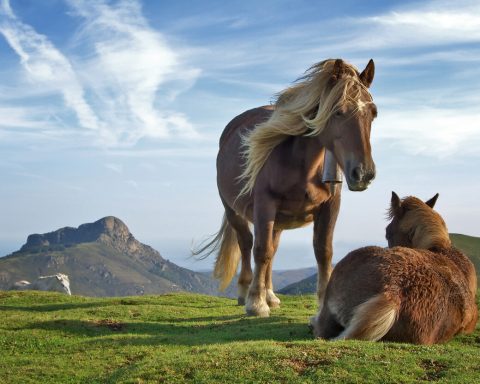 Учёные-обнаружили,-что-живые-существа-излучают-свет