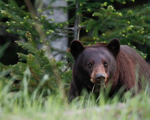 В России-создали-огненно-звуковой-отпугиватель-диких-животных