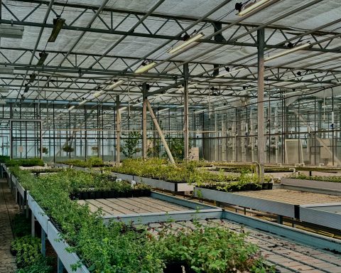 Разработан-способ-оценки-концентрации-пестицидов-на-листьях-растений