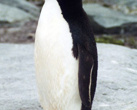 Учёные:-экскременты-антарктических-пингвинов-способствуют-формированию-облаков