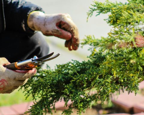 Российское-удобрение-из-биоугля-подняло-урожайность-на-треть