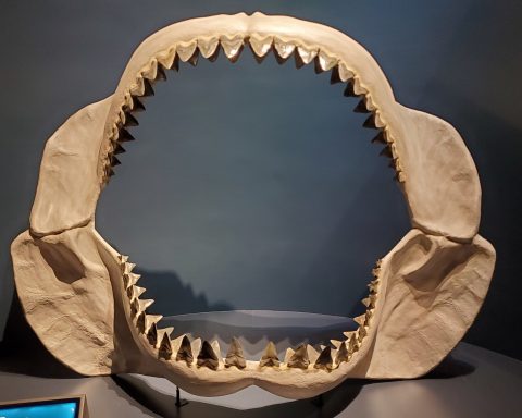 Учёные:-мегалодон-ел-крупную-рыбу,-а-не-только-морских-млекопитающих