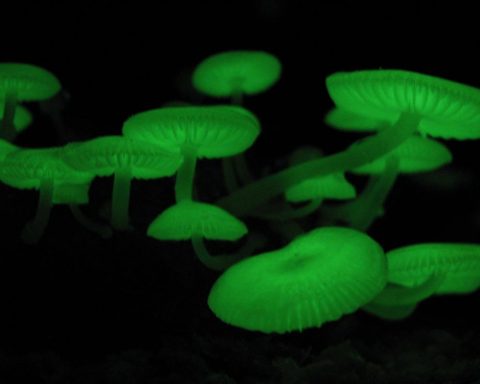Российские-учёные-научились-управлять-свечением-грибов