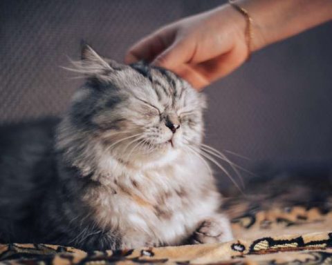 Учёные-обнаружили,-что-кошки-распознают-запах-своего-хозяина