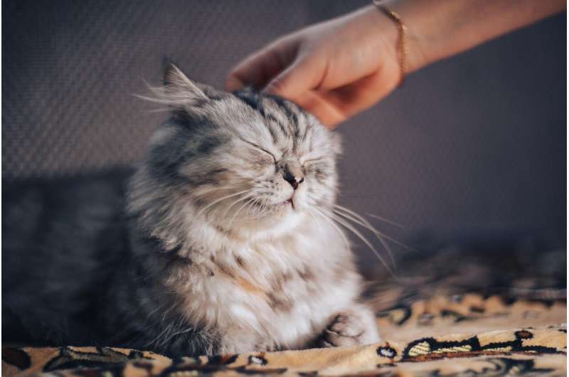 Учёные-обнаружили,-что-кошки-распознают-запах-своего-хозяина