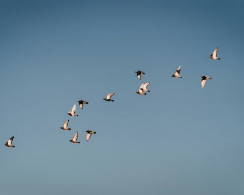 Птицы-научат-дроны-летать-без-gps:-новое-открытие-российских-ученых