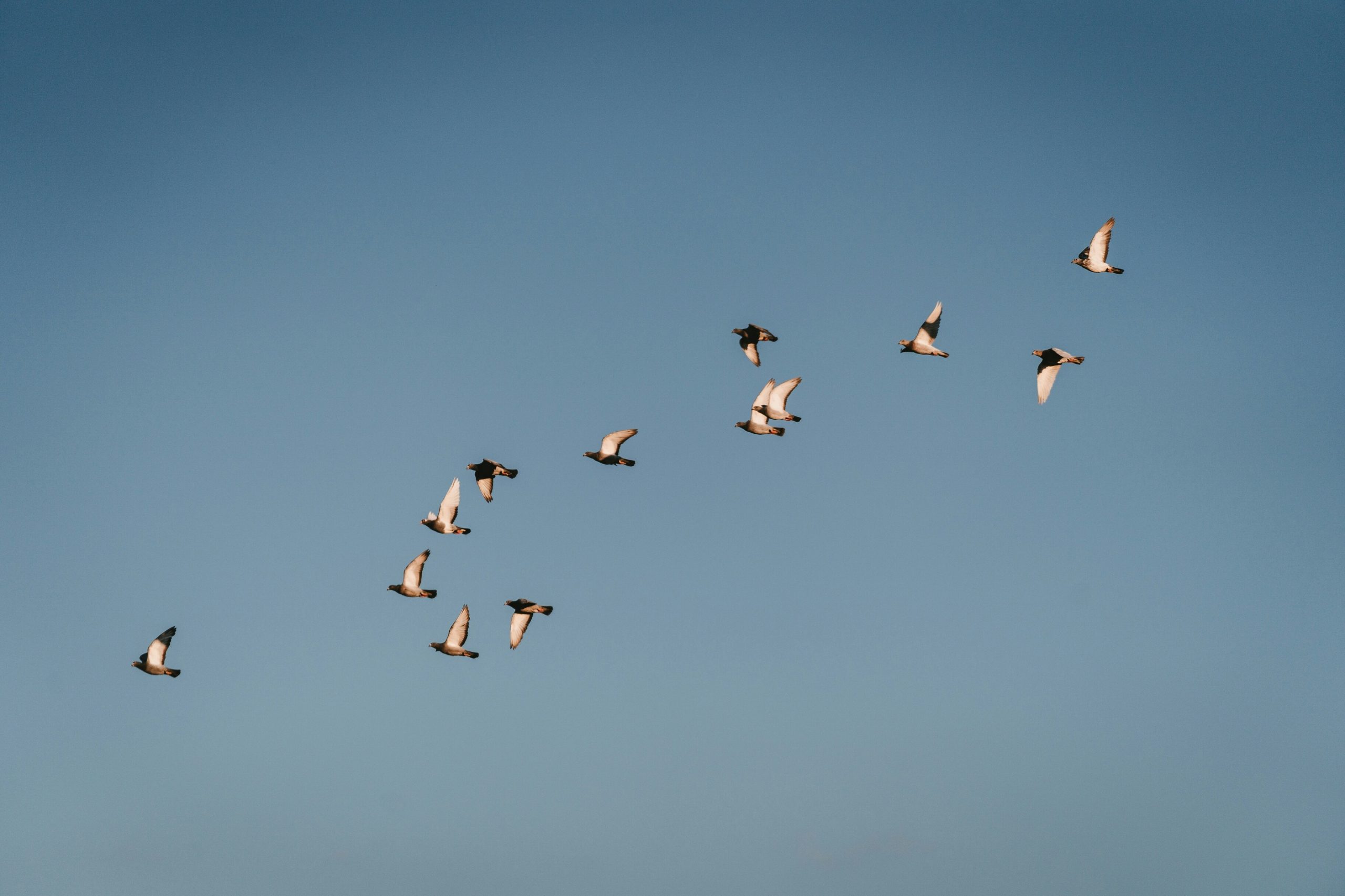 Птицы-научат-дроны-летать-без-gps:-новое-открытие-российских-ученых