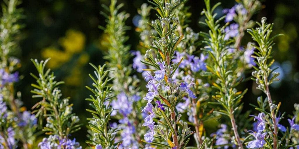 Розмарин-назвали-лучшей-травой-для-уменьшения-воспаления