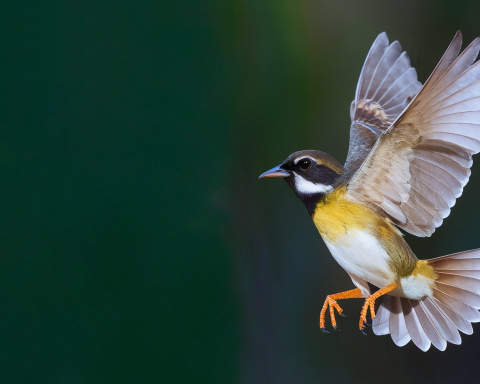 Учёные-изучили-регулярное-употребление-алкоголя-среди-птиц