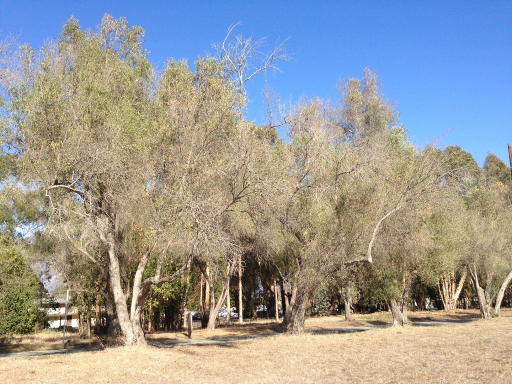 Учёные-выяснили,-что-деревья-“помнят”-времена-изобилия-и-нехватки-воды