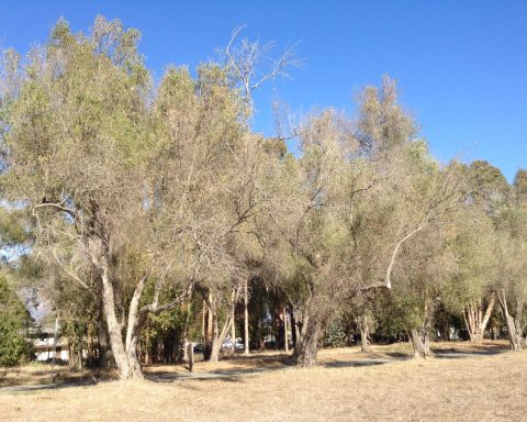 Учёные-выяснили,-что-деревья-“помнят”-времена-изобилия-и-нехватки-воды