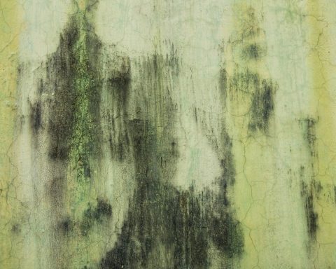 Токсиколог-объяснил,-действительно-ли-так-опасна-для-здоровья-чёрная-плесень