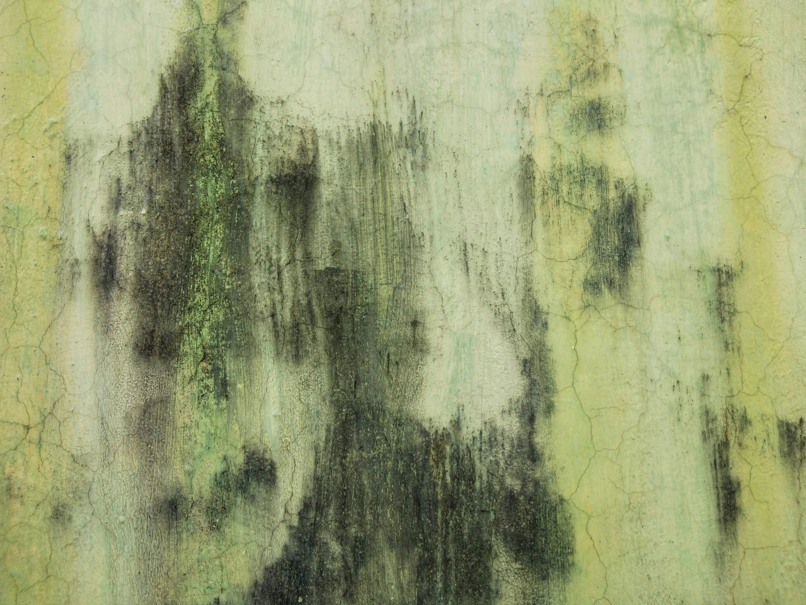 Токсиколог-объяснил,-действительно-ли-так-опасна-для-здоровья-чёрная-плесень