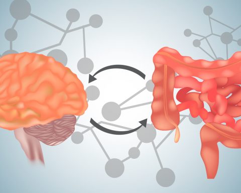 Учёные-обнаружили-новые-факты-о-том,-как-бактерии-в-кишечнике-влияют-на-мозг