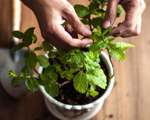 Мяту-назвали-лучшей-травой-для-улучшения-здоровья-кишечника