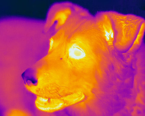 Учёные-создали-линзу,-позволяющую-человеку-видеть-инфракрасный-свет