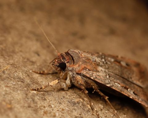 Моль-оказалась-первым-насекомым,-способным-ориентироваться-по звёздам