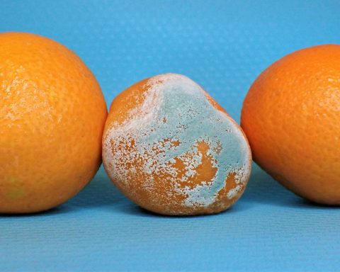 Врач-объяснила-вред-фруктов-с-плесенью,-даже-если-всё-очистить