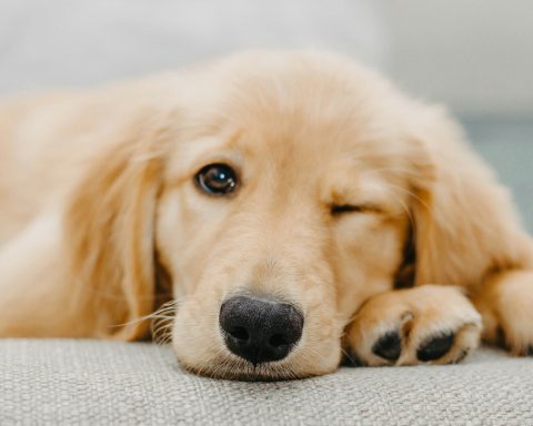 В Петербурге-появится-ветцентр-с терапией-стволовыми-клетками